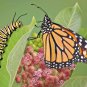 100+COMMON MILKWEED Seeds Monarch Butterflies Bees Native Wildflower Perennial