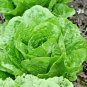 600+PARIS ISLAND COS/ROMAIN LETTUCE Seeds Organic Non-GMO Garden/Containers