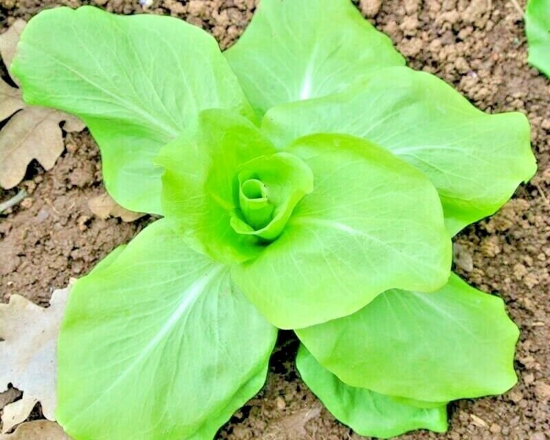 600+SUGAR LOAF ENDIVE/CHICORY Seeds Non-GMO Organic Spring/Fall Garden/Container