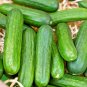 30+MUNCHER CUCUMBER Seeds Organic Non-Gmo Award Winner Garden/Patio Container