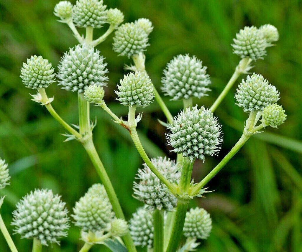 100+RATTLESNAKE MASTER Seeds Native Wildflower Poor Soils Drought Heat Cold
