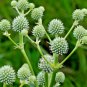 100+RATTLESNAKE MASTER Seeds Native Wildflower Poor Soils Drought Heat Cold