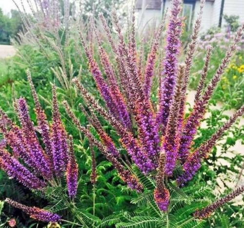 200+LEAD PLANT Seed American Native Wildflower Prairie Shrub Poor Soils Drought