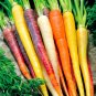 400+RAINBOW CARROTS Seeds 5 Colors All Natural Organic Non-Gmo Gourmet Kids EASY