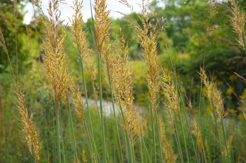500+INDIAN GRASS Seeds Native Prairie Wildflower Clumping Ornamental Perennial