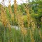 500+INDIAN GRASS Seeds Native Prairie Wildflower Clumping Ornamental Perennial