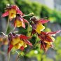 100+ORIENTAL COLUMBINE Seeds Europe Asia Endangered Wildflower Garden/Containers