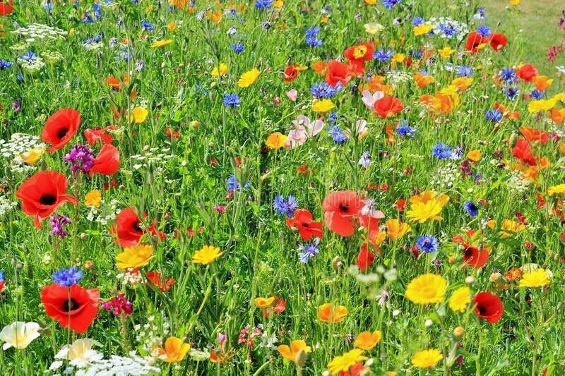 2000+DEER RESISTANT NATIVE WILDFLOWER MIX 15 Different Annuals/Perennials Garden