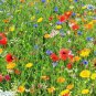 2000+DEER RESISTANT NATIVE WILDFLOWER MIX 15 Different Annuals/Perennials Garden