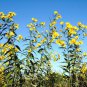 50+SAWTOOTH SUNFLOWER Seeds American Native Wildflower 8ft+ Tall Deer Resistant