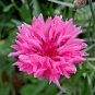 500+PINK CORNFLOWER Seeds aka Bachelor Button Cut Dried Flowers Bedding Potted