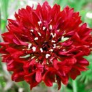 500+RED CORNFLOWER Seeds aka Bachelor Button Cut Dried Flowers Bedding Potted
