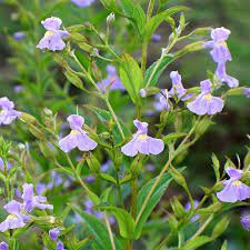 400+MONKEY FLOWER Seeds American Native Wildflower Full/P Sun Wetlands Woodlands