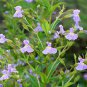 400+MONKEY FLOWER Seeds American Native Wildflower Full/P Sun Wetlands Woodlands