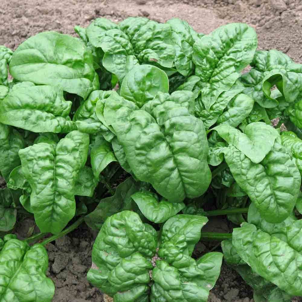 200+GIANT NOBEL SPINACH Seeds