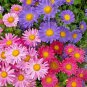 500+GIANT CALIFORNIA / CHINA ASTER Mix Seeds Single Cut Flowers Garden/Container