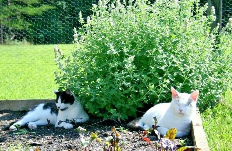 500+CATNIP Seeds Cat Sedative Herbal Fly/Mosquito Repellent Containers/Garden