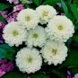 300+ZINNIA "POLAR BEAR" Seed White Flowers