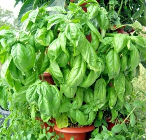 300+ITALIAN LARGE LEAF BASIL Seeds Organic NON-GMO Pesto Herb Garden/Container