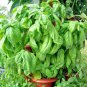 300+ITALIAN LARGE LEAF BASIL Seeds Organic NON-GMO Pesto Herb Garden/Container