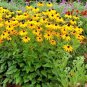 2000+BLACK EYED SUSAN Flower Seeds American Native Wildflower Butterflies Bees
