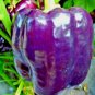 100+PURPLE BEAUTY SWEET BELL PEPPER Seeds Non-Gmo Organic Garden/Patio Container