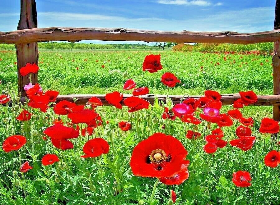 2000+RED CORN POPPY Seeds aka Field Flanders Common Shirley Native Wildflower