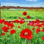 2000+RED CORN POPPY Seeds aka Field Flanders Common Shirley Native Wildflower