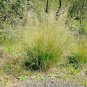 1000+SAND LOVE GRASS Seed American Native Poor Soil / Sand Bunching Ornamental