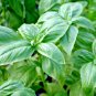 400+GENOVESE BASIL Seeds Organic Non-GMO Herb Fresh Pesto Patio Container/Garden