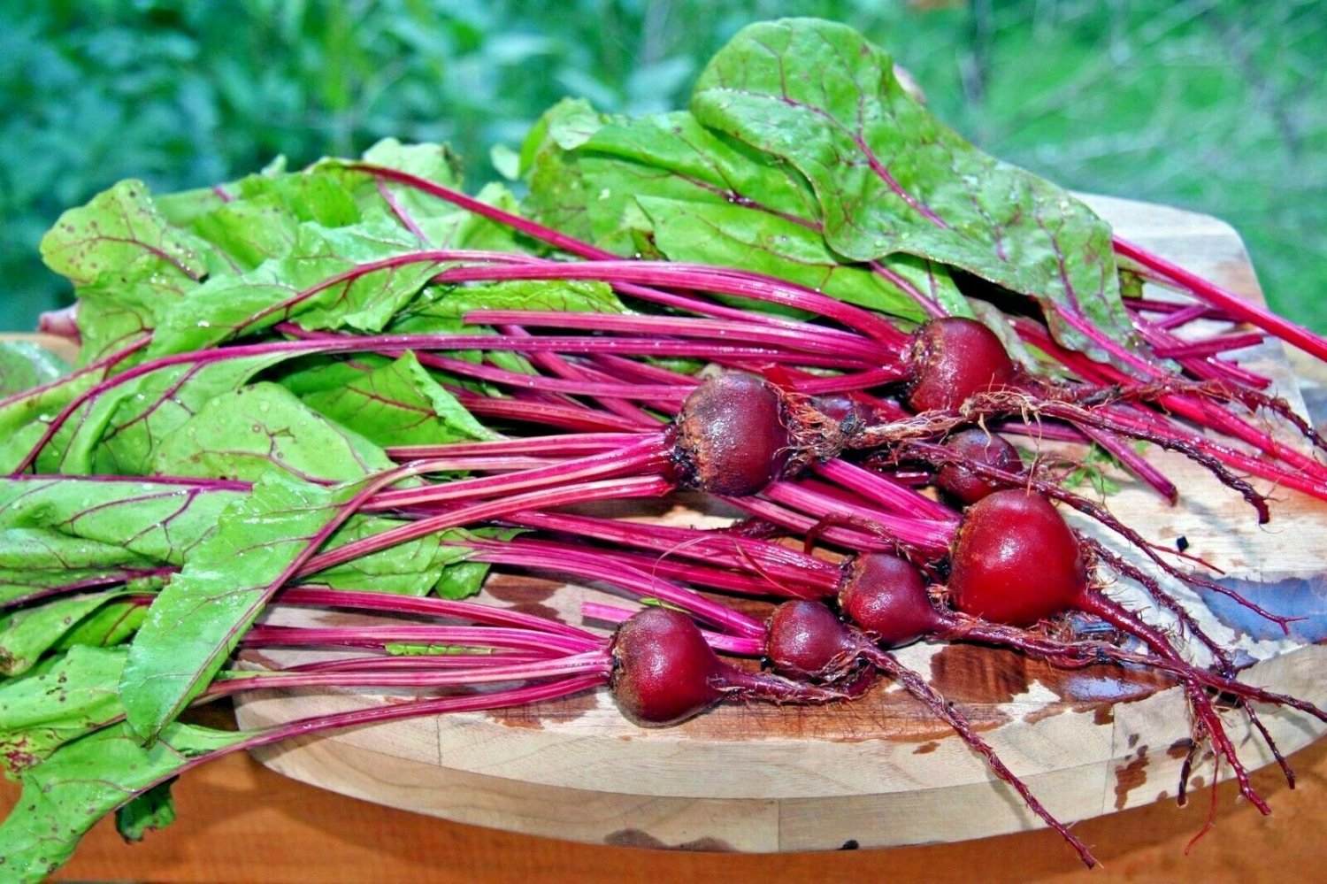 100+EARLY WONDER RED BEET Seeds Heirloom Organic Non-Gmo Garden/Patio Container