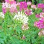 500+SPIDER PLANT(CLEOME)MIX FLOWER Seeds Grandfather Whiskers Long Blooming