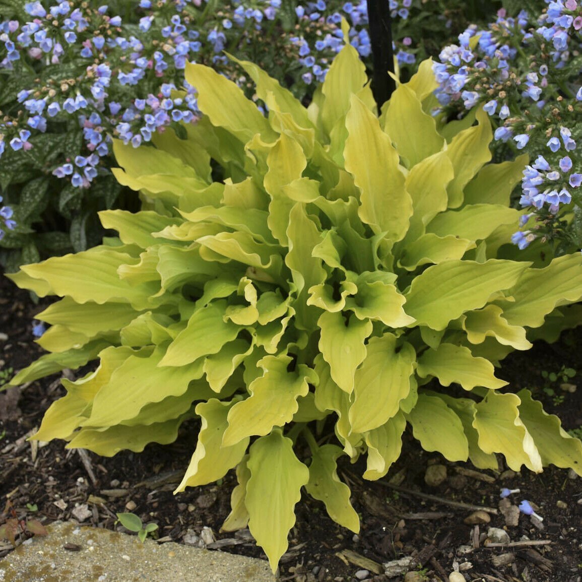hosta TIME IN A BOTTLE small yellow 2/3E new rare 3" pot = 1 Live Potted Plant