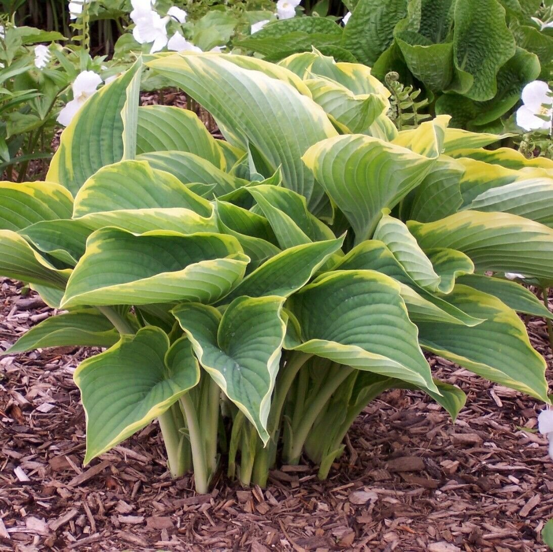 hosta GABRIEL'S WING large Empress Wu sport new 2.5" pot = 1 Live Potted Plant