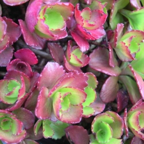 sedum RUBY MANTLE compact red drought tolerant 2" pot = 1 Live Potted Plant