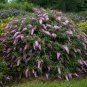 bush buddleia PINK CASCADE arched butterfly shrub 2.5" pot = 1 Live Potted Plant