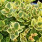 sedum LIME TWISTER short Zinger drought tolerant 2.5" pot = 1 Live Potted Plant