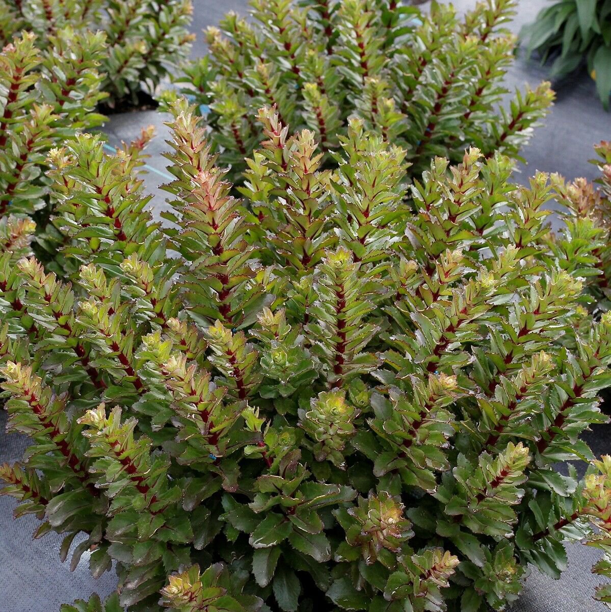 sedum DOUBLE MARTINI new strong drought tolerant 2.5" pot = 1 Live Potted Plant