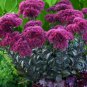 sedum THUNDERHEAD new tall drought tolerant 2.5" pot = 1 Live Potted Plant