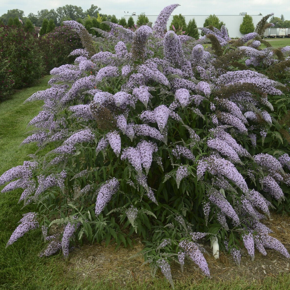 bush buddleia GRAND CASCADE new butterfly shrub 2.5" pot = 1 Live Potted Plant