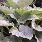 hosta KOMODO DRAGON large upright disease-free 2.5" pot = 1 Live Potted Plant