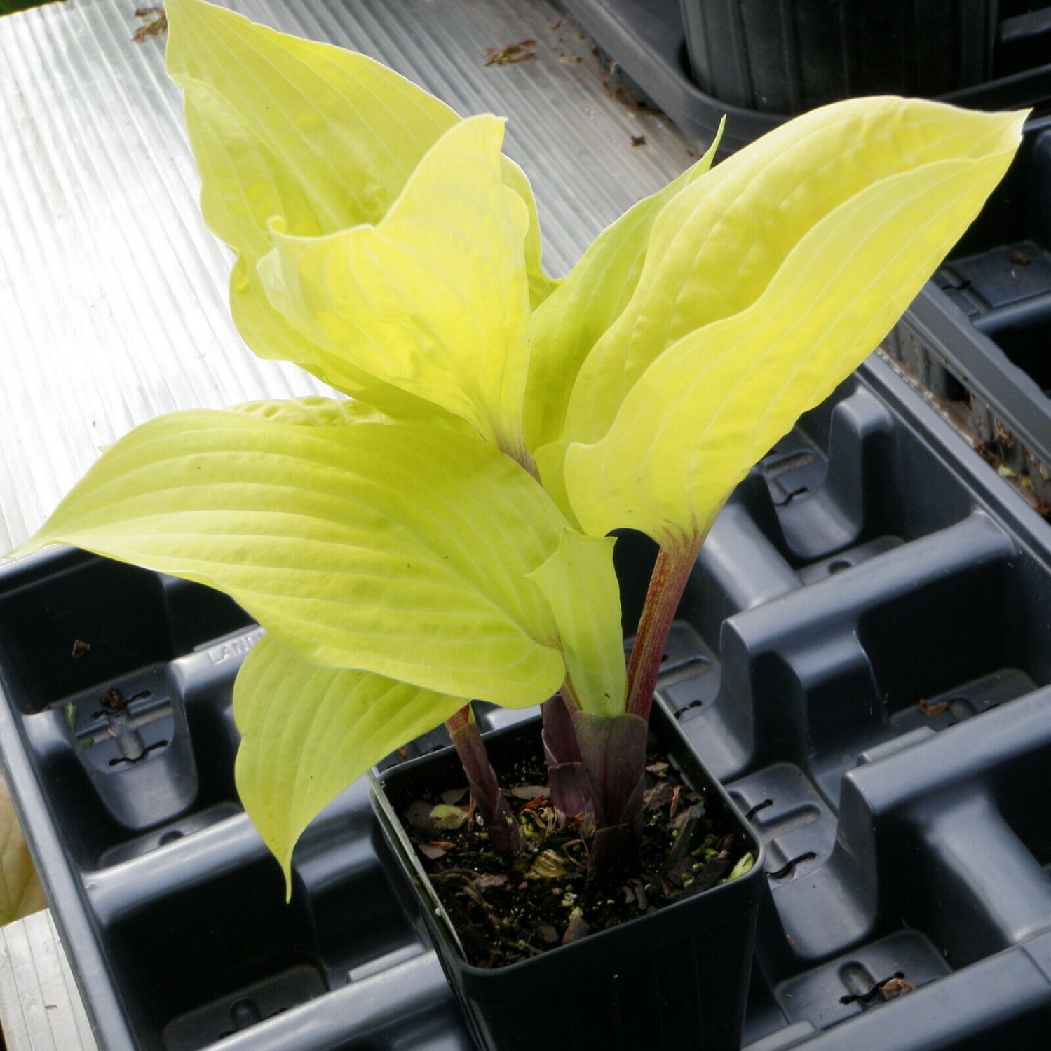 hosta DESIGNER GENES small red yellow healthy 2.5" pot = 1 Live Potted Plant