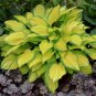 hosta ISLAND BREEZE small red yellow disease-free 2.5" pot = 1 Live Potted Plant