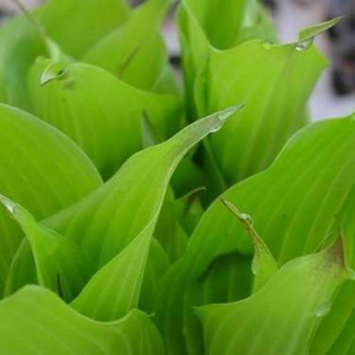 hosta TICKLE ME PINK small red gold disease-free 2.5" pot = 1 Live Potted Plant