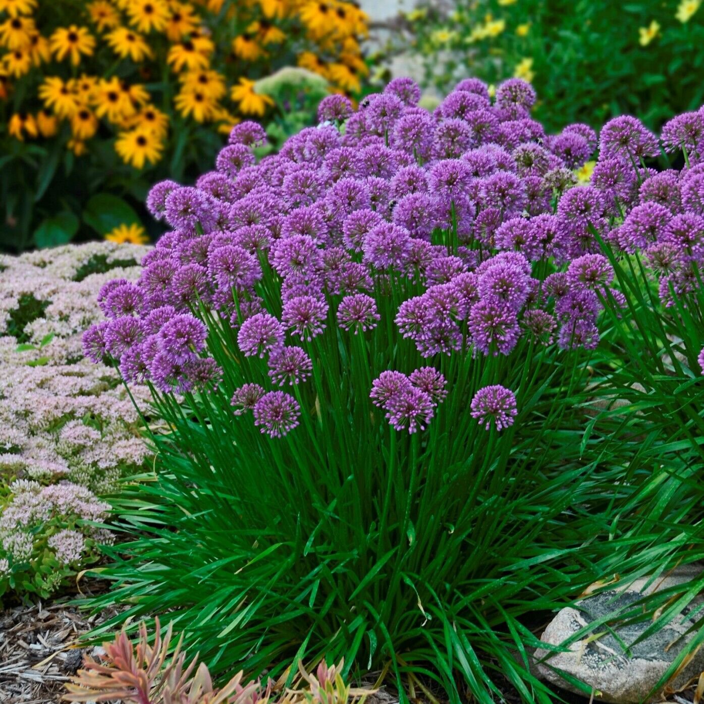 Allium 'Millennium' Ornamental Onion 2.5" pot.