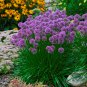 Allium 'Millennium' Ornamental Onion 2.5" pot.