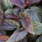 Angelwing Begonia "Benigo Pink" Well Rooted Starter Plant*SHIP WITHOUT POT