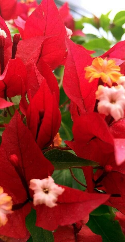 Well Rooted **RUBY** Bougainvillea starter/plug plant