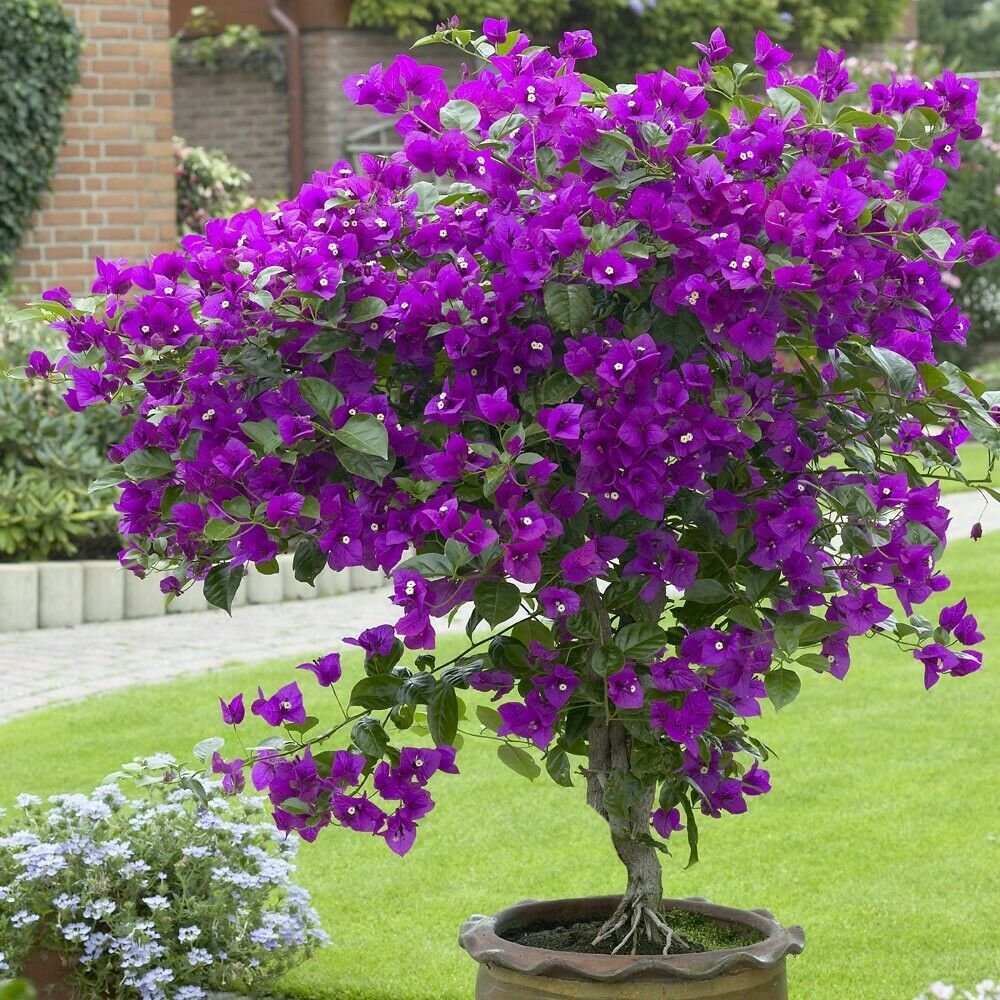 Well Rooted **VIOLET** Bougainvillea starter/plug plant*