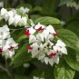 ~BLEEDING HEART~ Rooted Starter Plant~ Clerodendrum thomsonia~White & Red Blooms